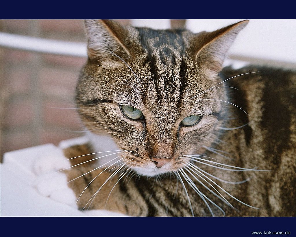 Gatti (337)